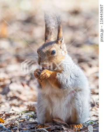 Squirrel in autumn or spring with nut on the green grass with fallen yellow leaves Squirrel in autumn or spring with nut on the green grass with fallen yellow leaves 116443697
