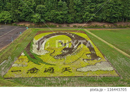 今年の、田んぼアート樫津 今年の、田んぼアート樫津 116443705