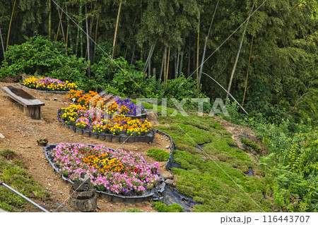 今年の、田んぼアート樫津 今年の、田んぼアート樫津 116443707
