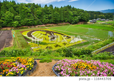 今年の、田んぼアート樫津　 116443709
