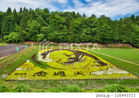 今年の、田んぼアート樫津 今年の、田んぼアート樫津 116443711