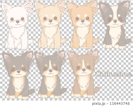 Illustration of a sitting Chihuahua Long coat - Stock