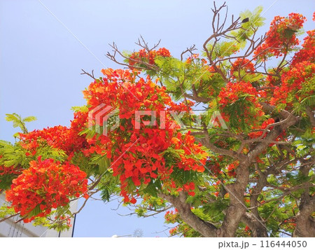 鳳凰木21　沖縄 116444050