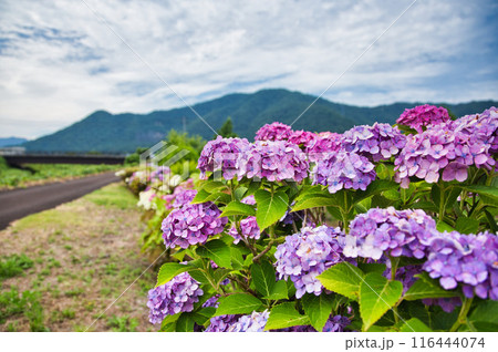 見頃を迎えたあじさいロード 116444074