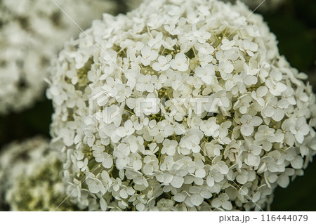 見頃を迎えたあじさいロード 116444079
