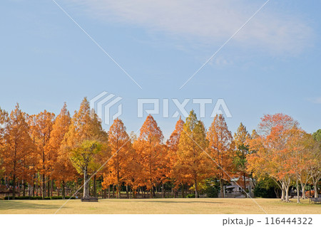 万博記念公園のメタセコイア 116444322