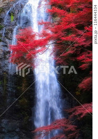 箕面公園の紅葉 116444334