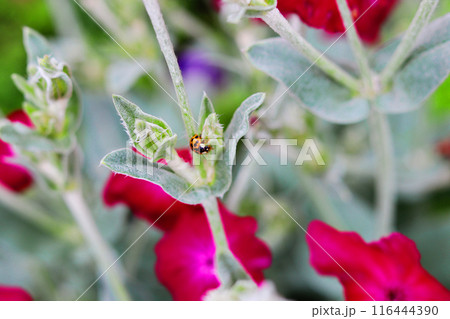 フランネルソウにとまるてんとう虫 116444390