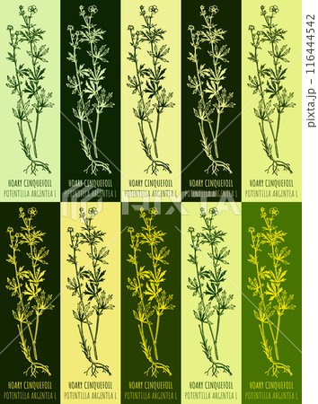 Set of vector drawing of HOARY CINQUEFOIL in various colors. Hand drawn illustration. Latin name POTENTILLA ARGENTEA L. Set of vector drawing of HOARY CINQUEFOIL in various colors. Hand drawn illustration. Latin name POTENTILLA ARGENTEA L. 116444542