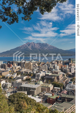 城山展望台から見た初冬の桜島 116444546
