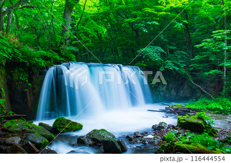 奥入瀬渓流:銚子大滝 奥入瀬渓流:銚子大滝 116444554