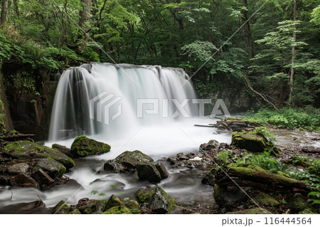 奥入瀬渓流:銚子大滝 奥入瀬渓流:銚子大滝 116444564