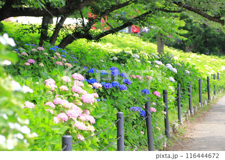 幸手権現堂桜堤　満開の紫陽花 116444672
