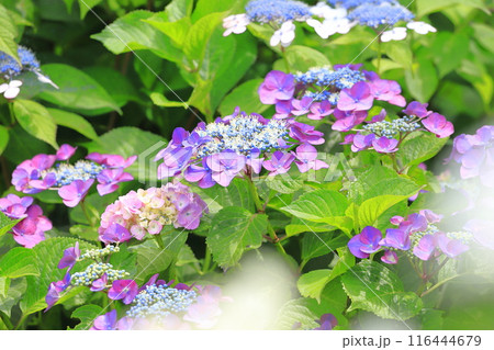 幸手権現堂桜堤 満開の紫陽花 幸手権現堂桜堤 満開の紫陽花 116444679