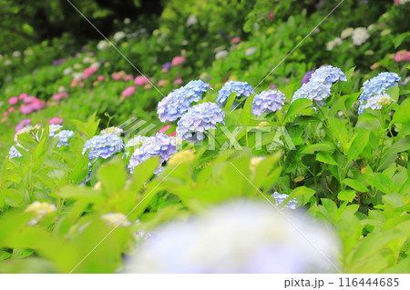 幸手権現堂桜堤 満開の紫陽花 幸手権現堂桜堤 満開の紫陽花 116444685