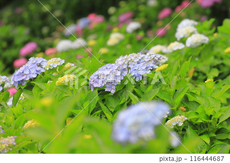 幸手権現堂桜堤 満開の紫陽花 幸手権現堂桜堤 満開の紫陽花 116444687