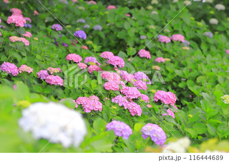 幸手権現堂桜堤　満開の紫陽花 116444689