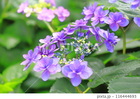 幸手権現堂桜堤 満開の紫陽花 幸手権現堂桜堤 満開の紫陽花 116444693
