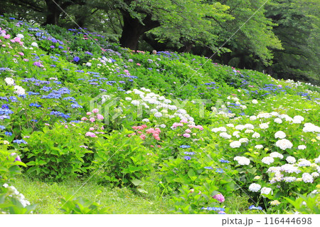 幸手権現堂桜堤　満開の紫陽花 116444698