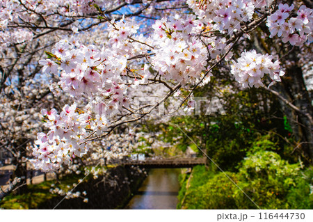 【京都風景】哲学の道 桜並木が続く美しい光景 【京都風景】哲学の道 桜並木が続く美しい光景 116444730