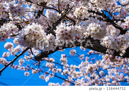 【京都風景】哲学の道 桜並木が続く美しい光景 【京都風景】哲学の道 桜並木が続く美しい光景 116444732