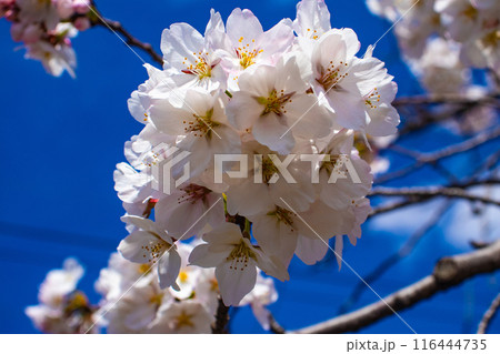 【京都風景】哲学の道 桜並木が続く美しい光景 【京都風景】哲学の道 桜並木が続く美しい光景 116444735