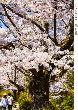 【京都風景】哲学の道 桜並木が続く美しい光景 【京都風景】哲学の道 桜並木が続く美しい光景 116444736