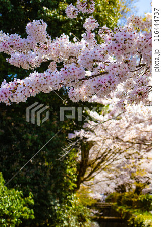 【京都風景】哲学の道 桜並木が続く美しい光景 【京都風景】哲学の道 桜並木が続く美しい光景 116444737