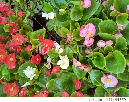 カラフルなベゴニアの花のアップ 116444770