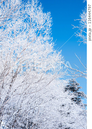 雪積もる白樺 116444797