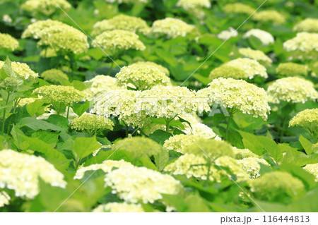 幸手権現堂桜堤　斜面一面に咲く白いアナベル 116444813