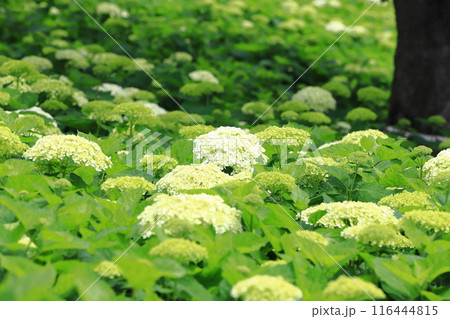 幸手権現堂桜堤　斜面一面に咲く白いアナベル 116444815