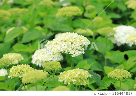 幸手権現堂桜堤　斜面一面に咲く白いアナベル 116444817