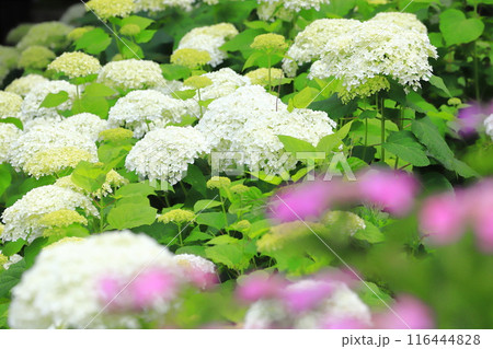 幸手権現堂桜堤　斜面一面に咲く白いアナベル 116444828