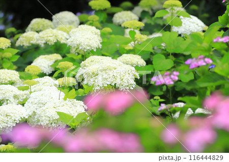 幸手権現堂桜堤　斜面一面に咲く白いアナベル 116444829