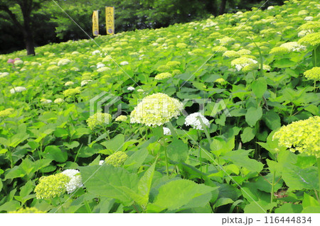 幸手権現堂桜堤　斜面一面に咲く白いアナベル 116444834