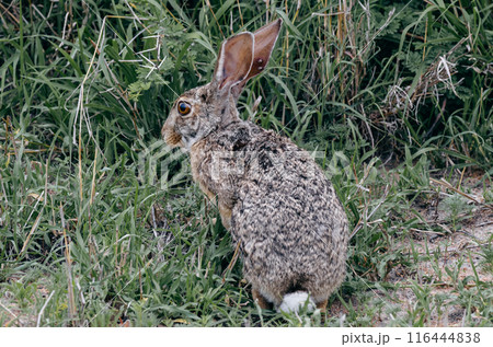 Sick wild hare with ticks attached to its ears. Kruger National Park, Safari in South Africa Sick wild hare with ticks attached to its ears. Kruger National Park, Safari in South Africa 116444838