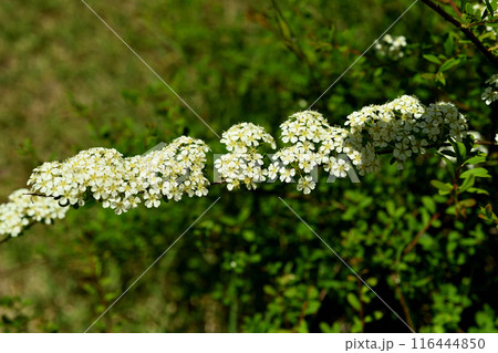 キイシモツケ 【和歌山県紀の川市】 キイシモツケ 【和歌山県紀の川市】 116444850