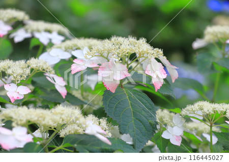 幸手権現堂桜堤　愛らしい山紫陽花（ヤマアジサイ） 116445027