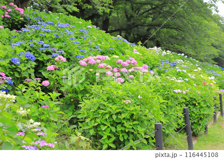 幸手権現堂桜堤　満開の紫陽花　 116445108