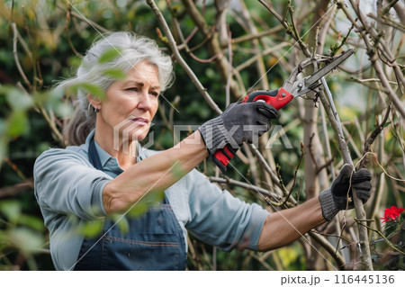 Mature Woman Pruning Branches in a Garden 116445136