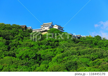 【愛媛県】城山公園から見た松山城 116445170