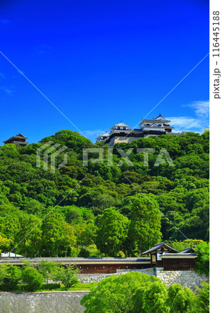 【愛媛県】城山公園から見た松山城（二之丸史跡庭園と天守閣） 116445188