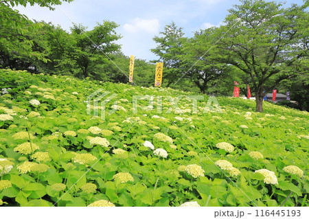 幸手権現堂桜堤 斜面一面に咲く白いアナベル 幸手権現堂桜堤 斜面一面に咲く白いアナベル 116445193