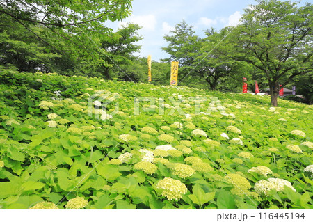 幸手権現堂桜堤 斜面一面に咲く白いアナベル 幸手権現堂桜堤 斜面一面に咲く白いアナベル 116445194
