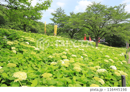 幸手権現堂桜堤　斜面一面に咲く白いアナベル 116445198