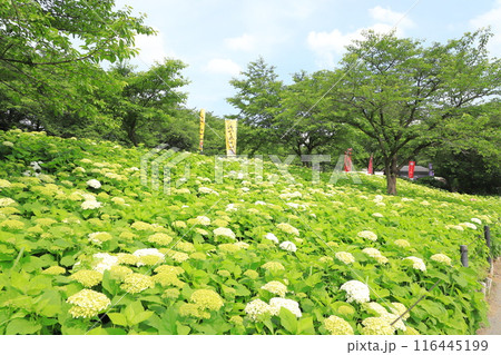 幸手権現堂桜堤　斜面一面に咲く白いアナベル 116445199