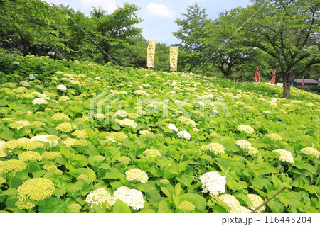 幸手権現堂桜堤　斜面一面に咲く白いアナベル 116445204