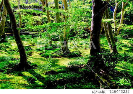京都　嵯峨野　祇王寺の青葉 116445222