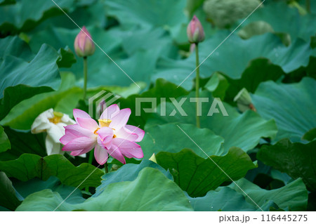 lotus flower 116445275
